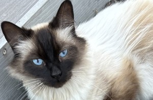 Photo of Finneas (Finn)