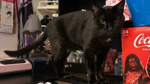 Photo of Salem
