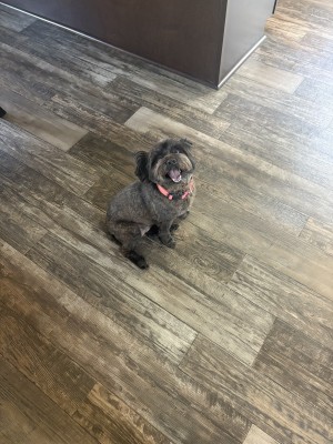 Photo of Bella