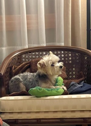Photo of Bella