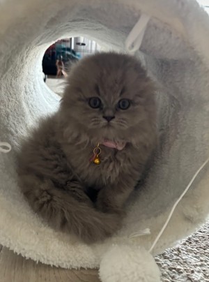 Photo of Rosie
