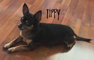 Photo of Tippy