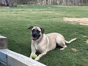 Photo of Honey