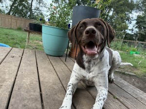 Photo of Henry Cricket