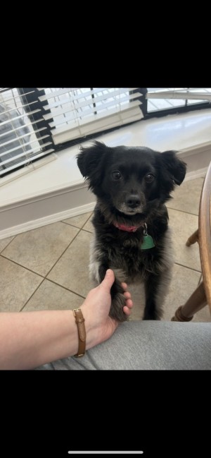 Photo of Lacey