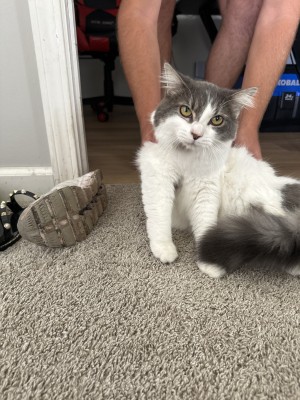 Photo of Opal
