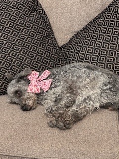 Photo of Bailey