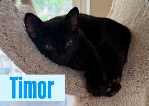 Photo of Timor