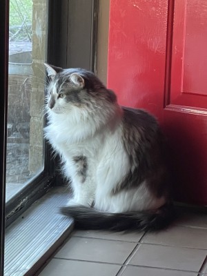 Photo of Honey