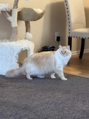 Photo of Bear