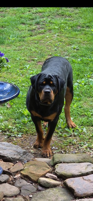 Photo of Bear