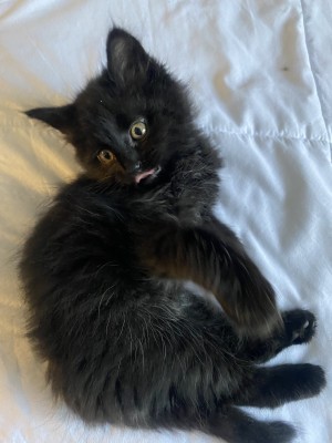 Photo of Dolce