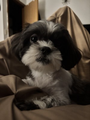 Photo of Lulu