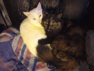 Photo of Magic And Doodles
