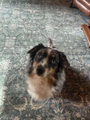 Photo of Blu