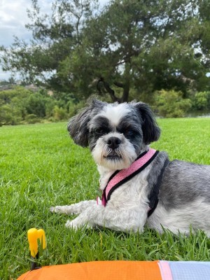 Photo of Annabelle