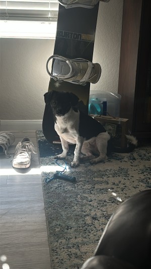 Photo of Taz