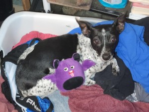 Photo of Cookie