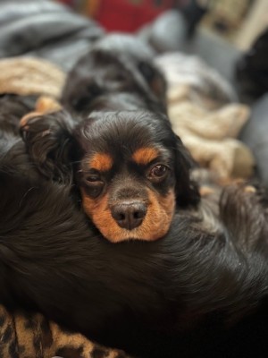 Photo of Bruno