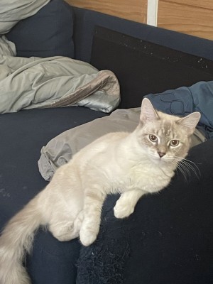 Photo of Ivory