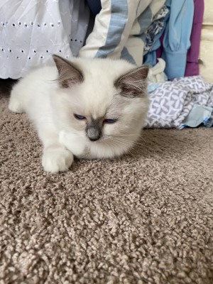 Photo of Lilah