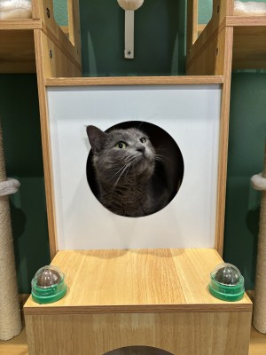 Photo of Anchovy