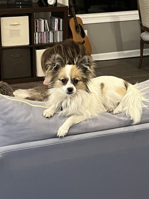 Photo of Darcy