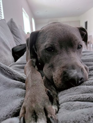 Photo of Ace