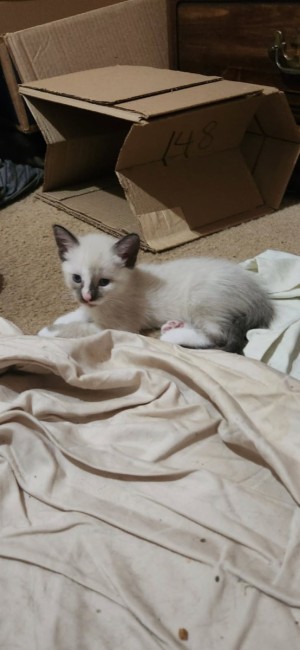 Photo of Willow