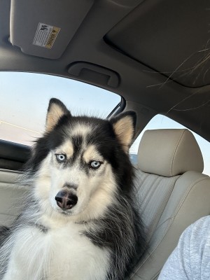 Photo of Echo