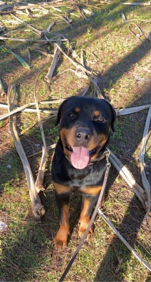 Photo of Rosco