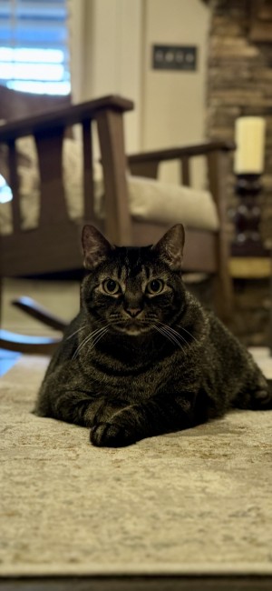 Photo of Chewy