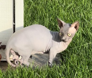 Photo of Binx And Worm
