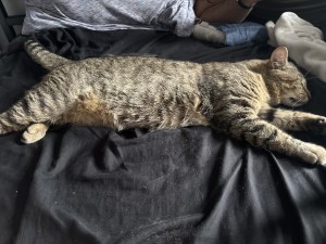 Photo of Mouse
