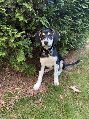 Photo of Barley