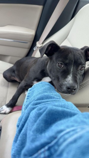Photo of Stormy