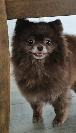 Photo of Lolly