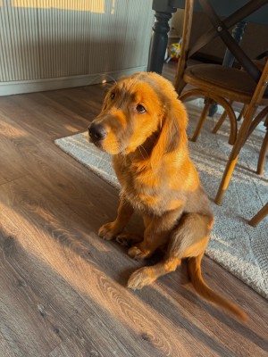 Photo of Woodson (woody)