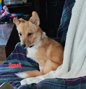 Photo of Spud