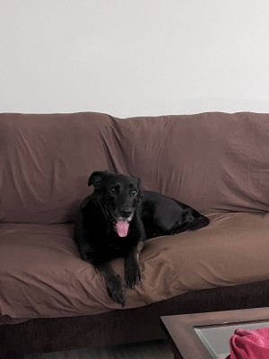 Photo of Rocky