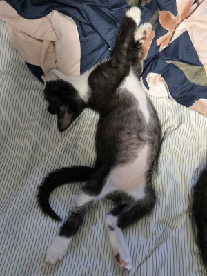 Photo of Max