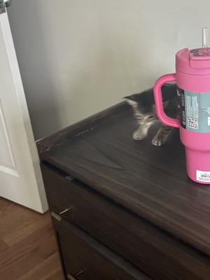 Photo of Milo