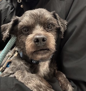 Photo of Oreo