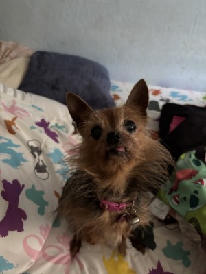 Photo of Pepper