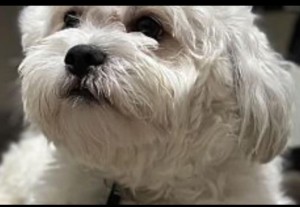 Photo of Charlie