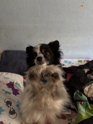 Photo of Gizmo