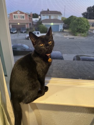 Photo of Sombra