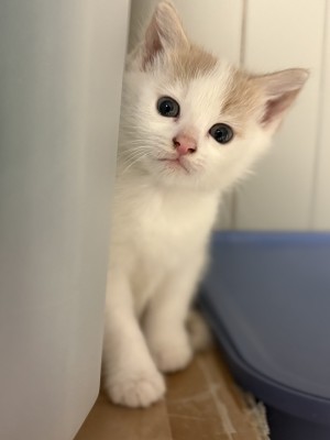 Photo of Poppy