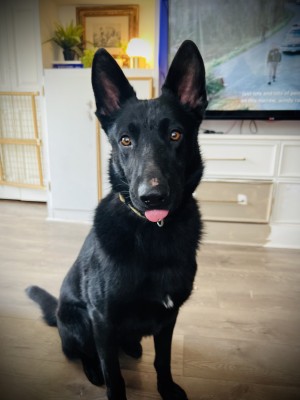 Photo of Koda