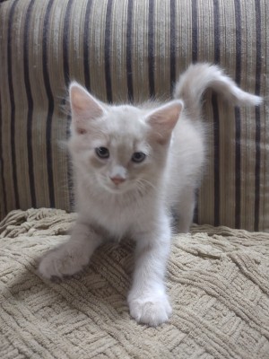 Photo of Finn